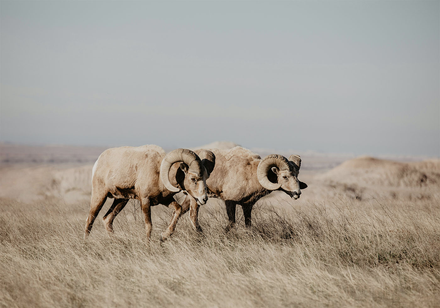 Bighorn Sheep in Field Poster - Posterbox.dk