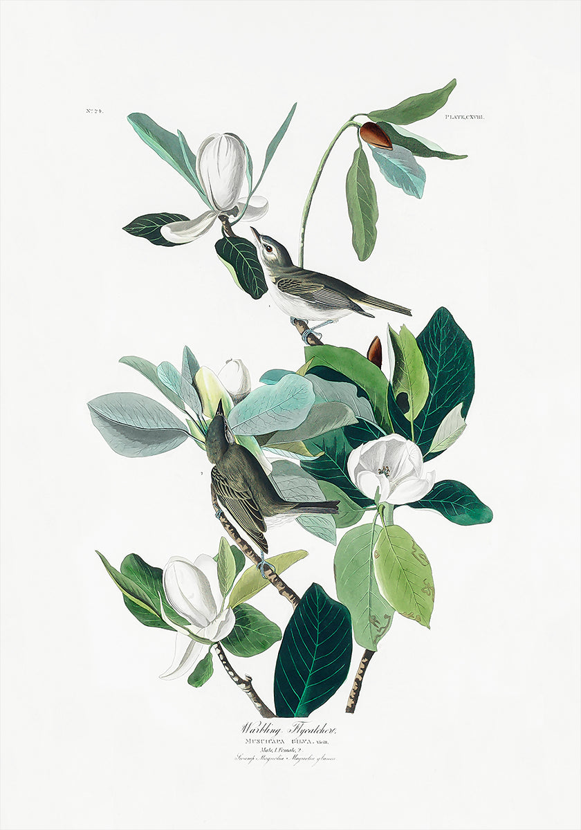 Warbling Flycatcher From Birds of America (1827) Poster