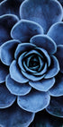 Blue Succulent Poster - Posterbox.dk