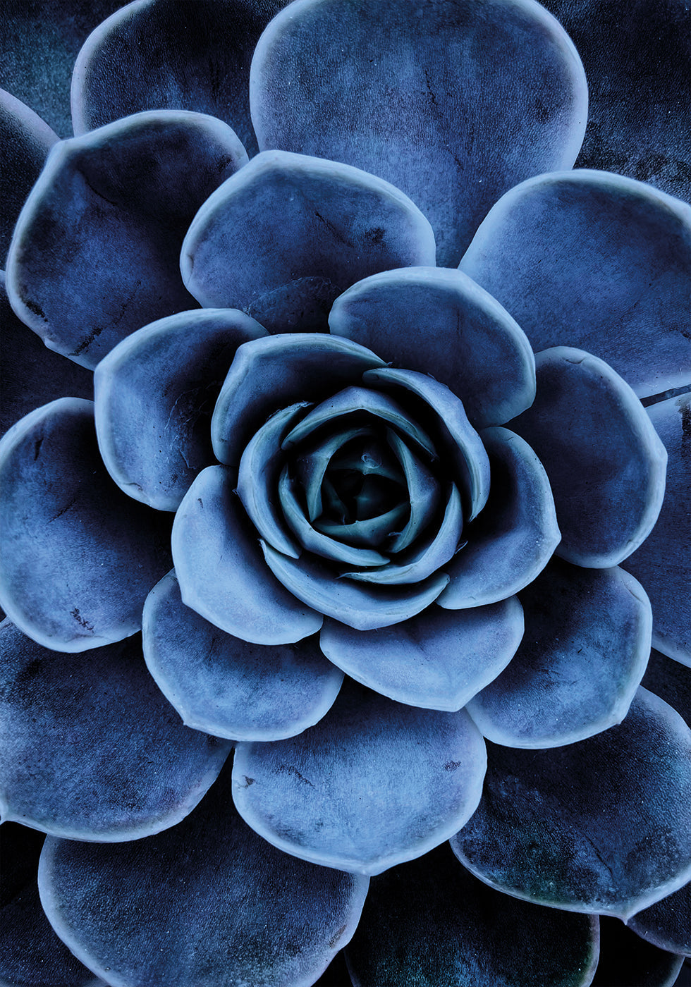 Blue Succulent Poster - Posterbox.dk