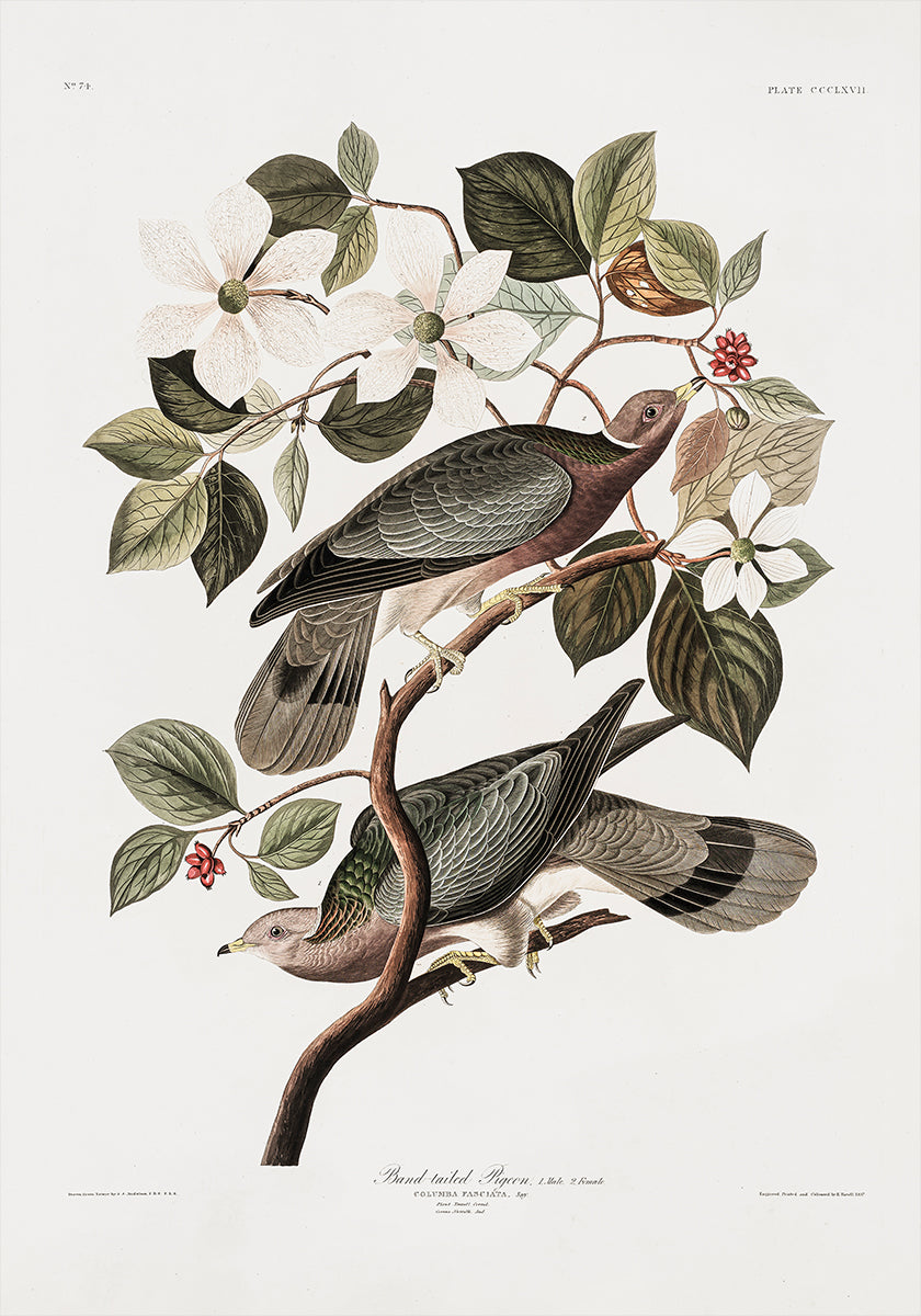 Brand Tailed Pigeon From Birds Of America (1827) Poster