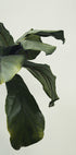 Botanical Leaves Poster - Posterbox.dk