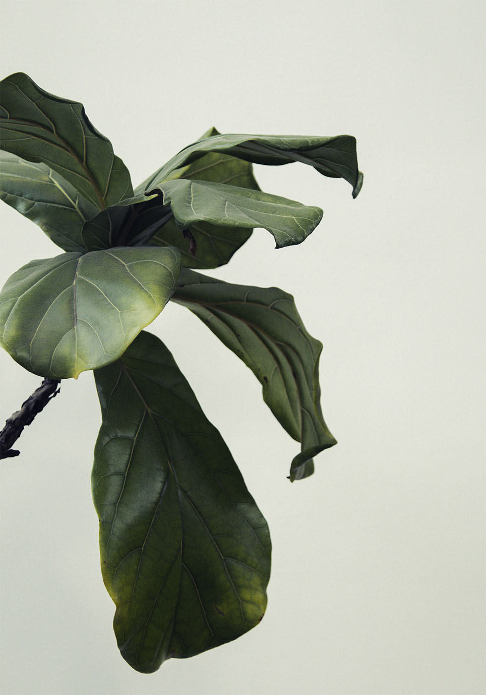 Botanical Leaves Poster - Posterbox.dk