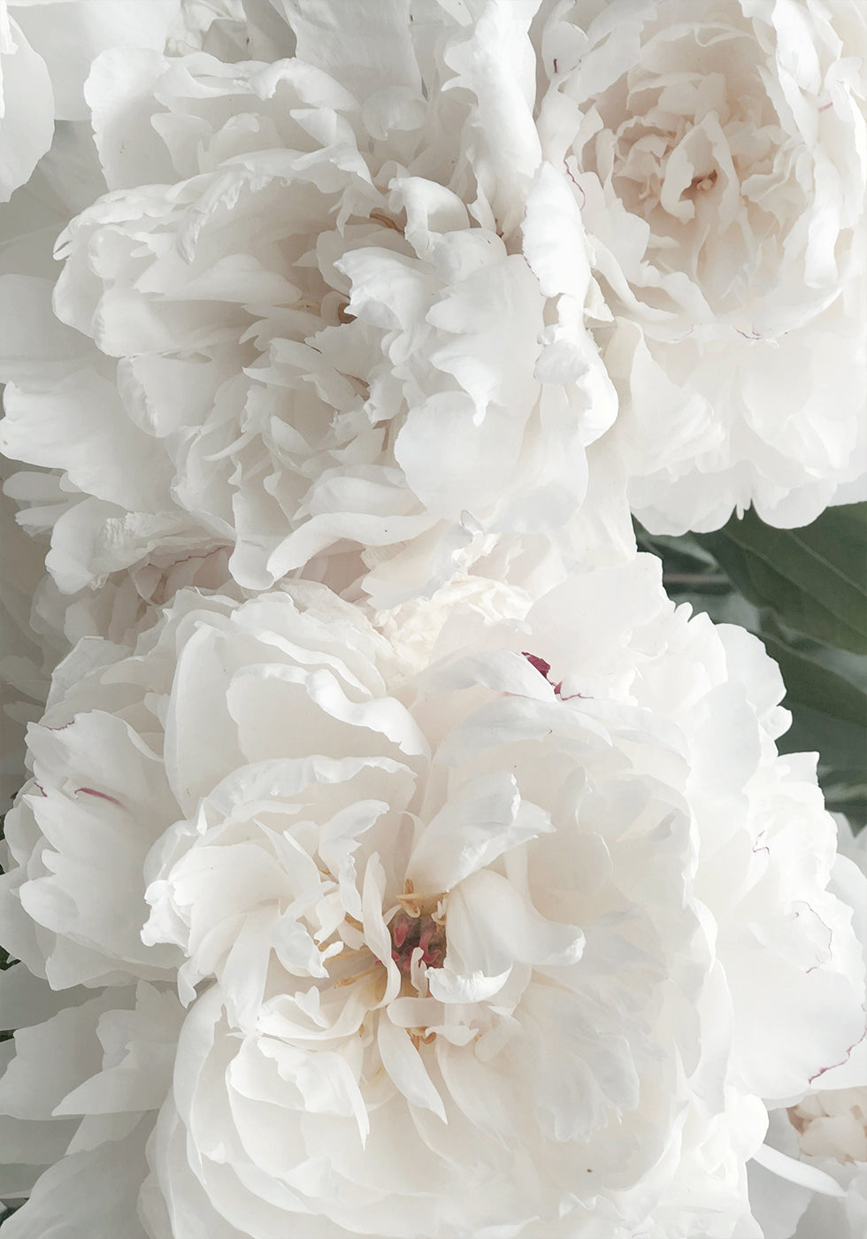 Bouquet Of White Peonies Poster - Posterbox.dk