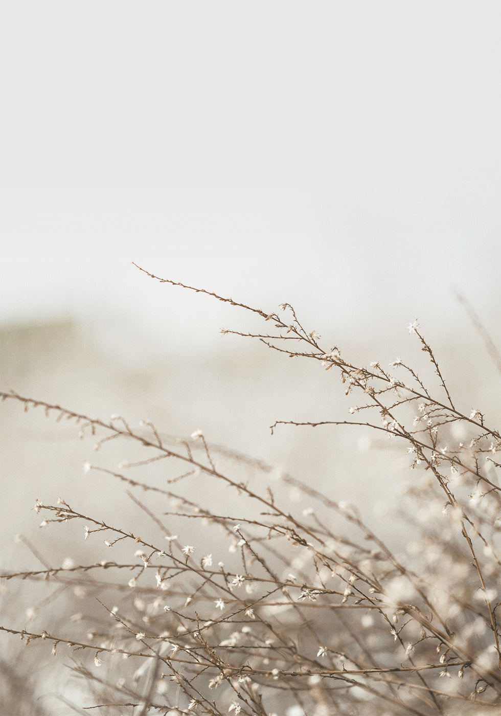 Branches Poster - Posterbox.dk