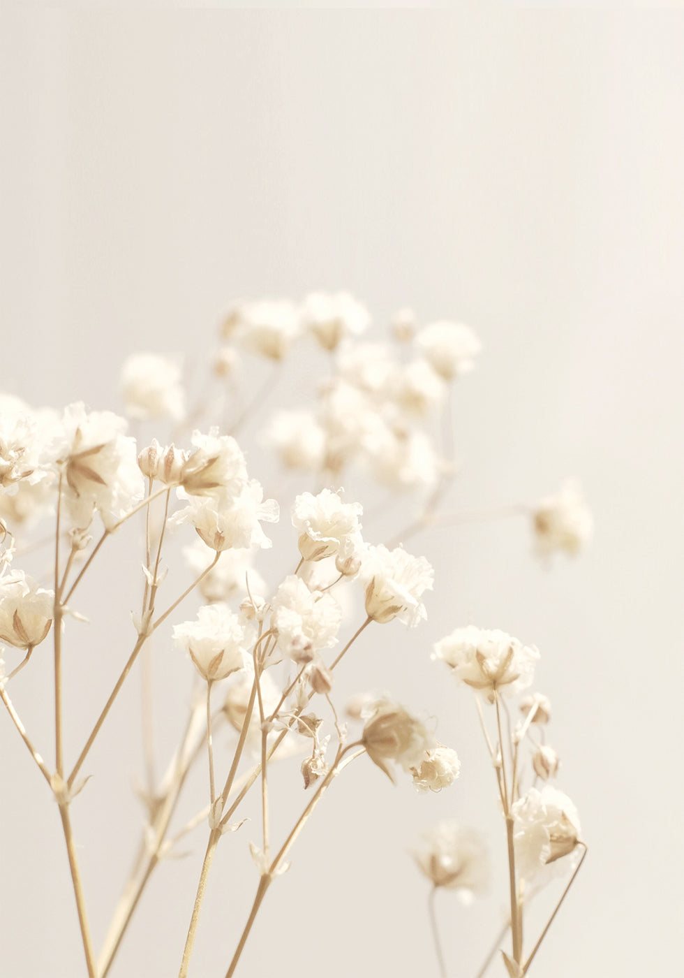 Bright Flowers Poster - Posterbox.dk