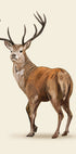 Brown Deer Poster - Posterbox.dk