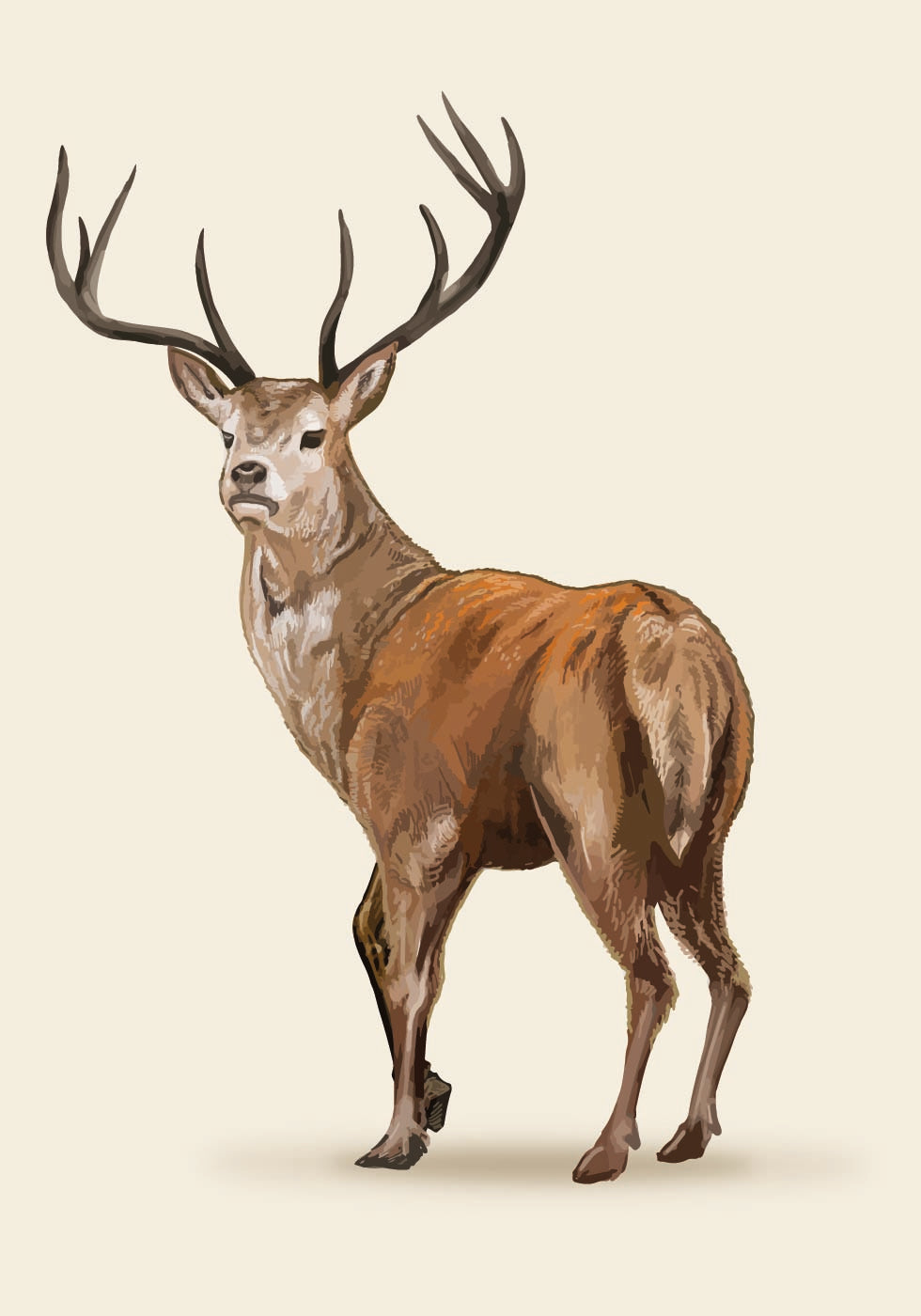 Brown Deer Poster - Posterbox.dk