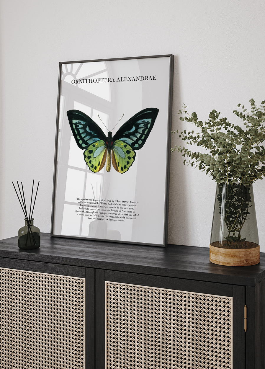 Butterfly Display Poster - Posterbox.dk