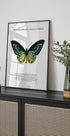 Butterfly Display Poster - Posterbox.dk
