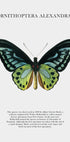 Butterfly Display Poster - Posterbox.dk
