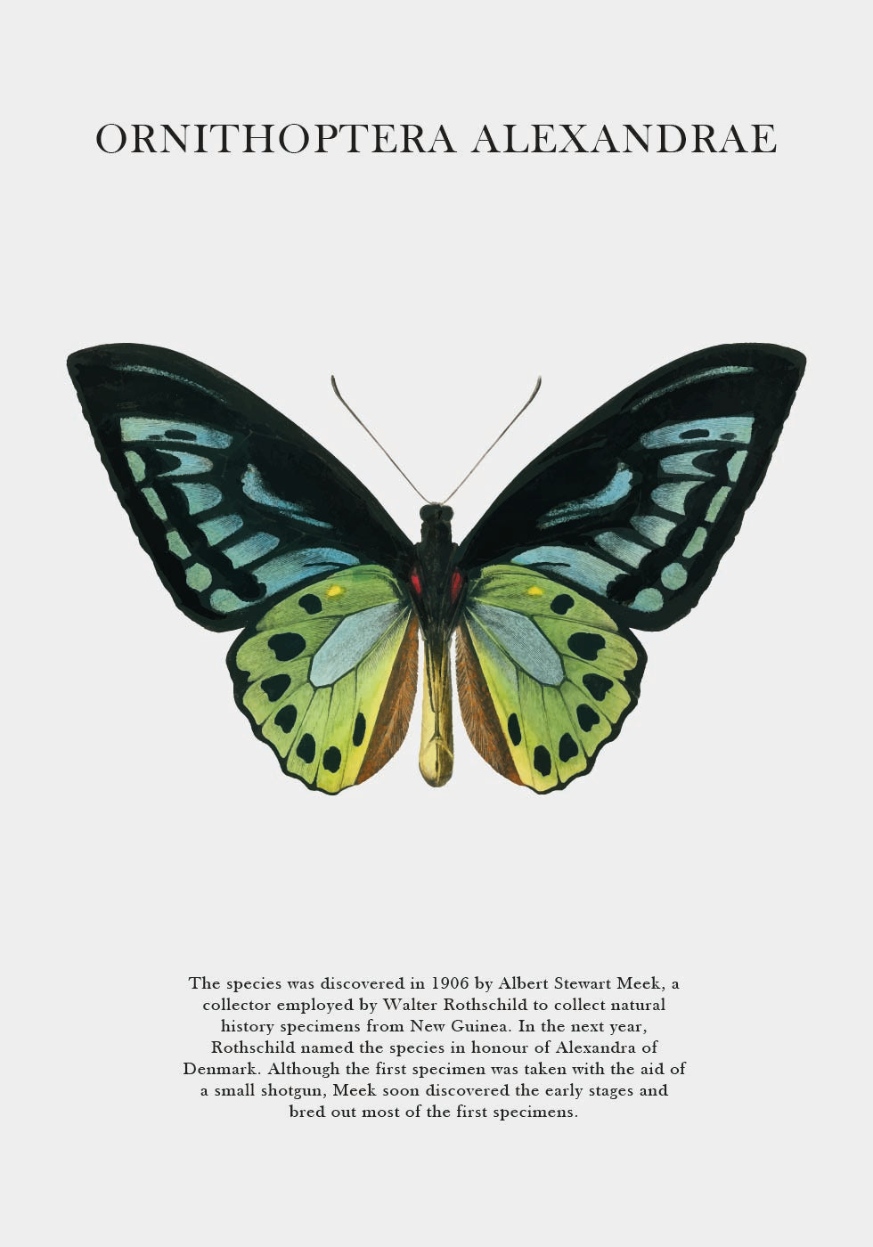 Butterfly Display Poster - Posterbox.dk