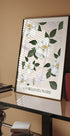 Camellia Flowers Poster - Posterbox.dk