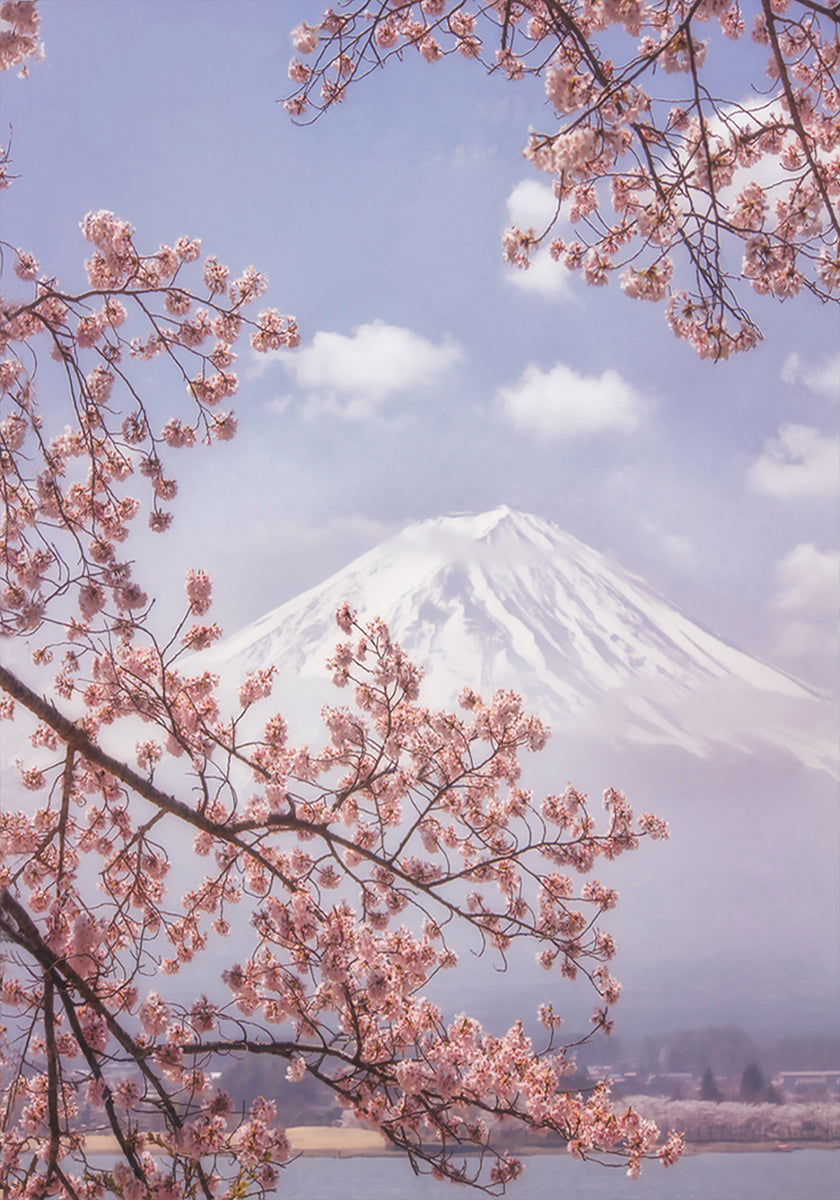 Mt.Fuji in the cherry blossoms Poster