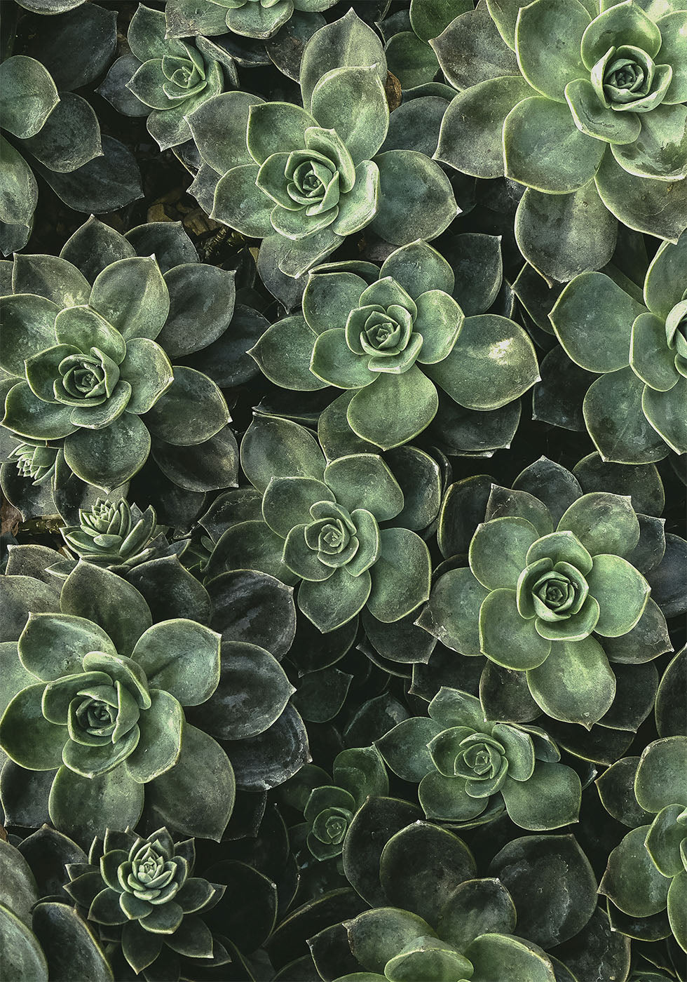 Close Up Green Poster - Posterbox.dk