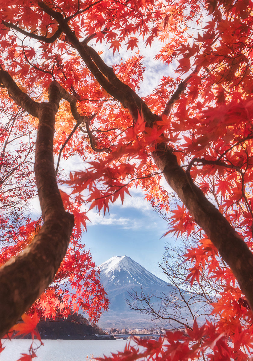 Mt.fuji is in the autumn leaves Poster