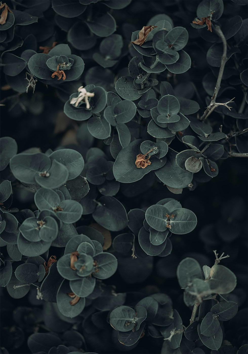 Dark And Green Botanical Poster - Posterbox.dk