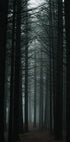 Dark Forest Poster - Posterbox.dk