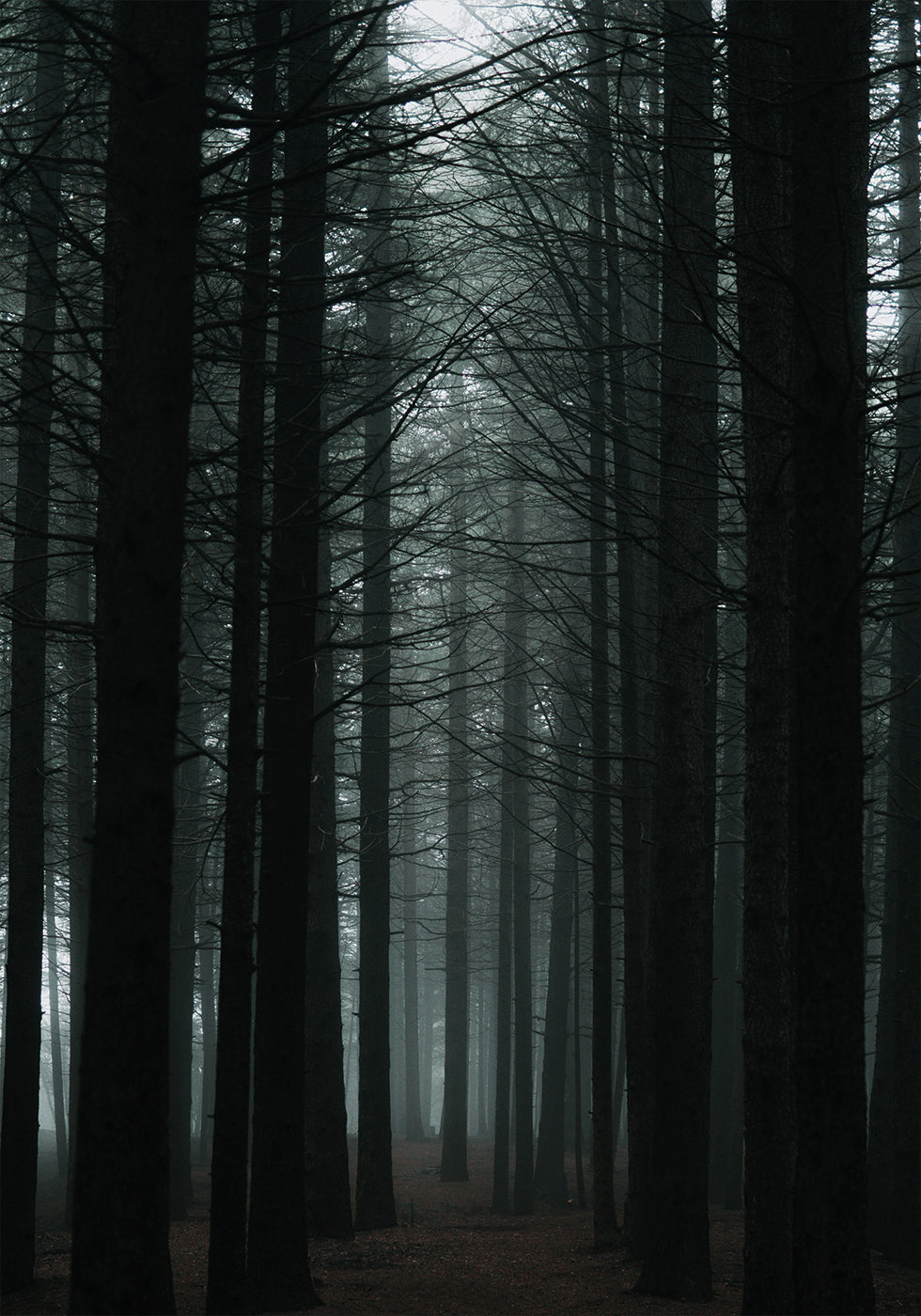 Dark Forest Poster - Posterbox.dk