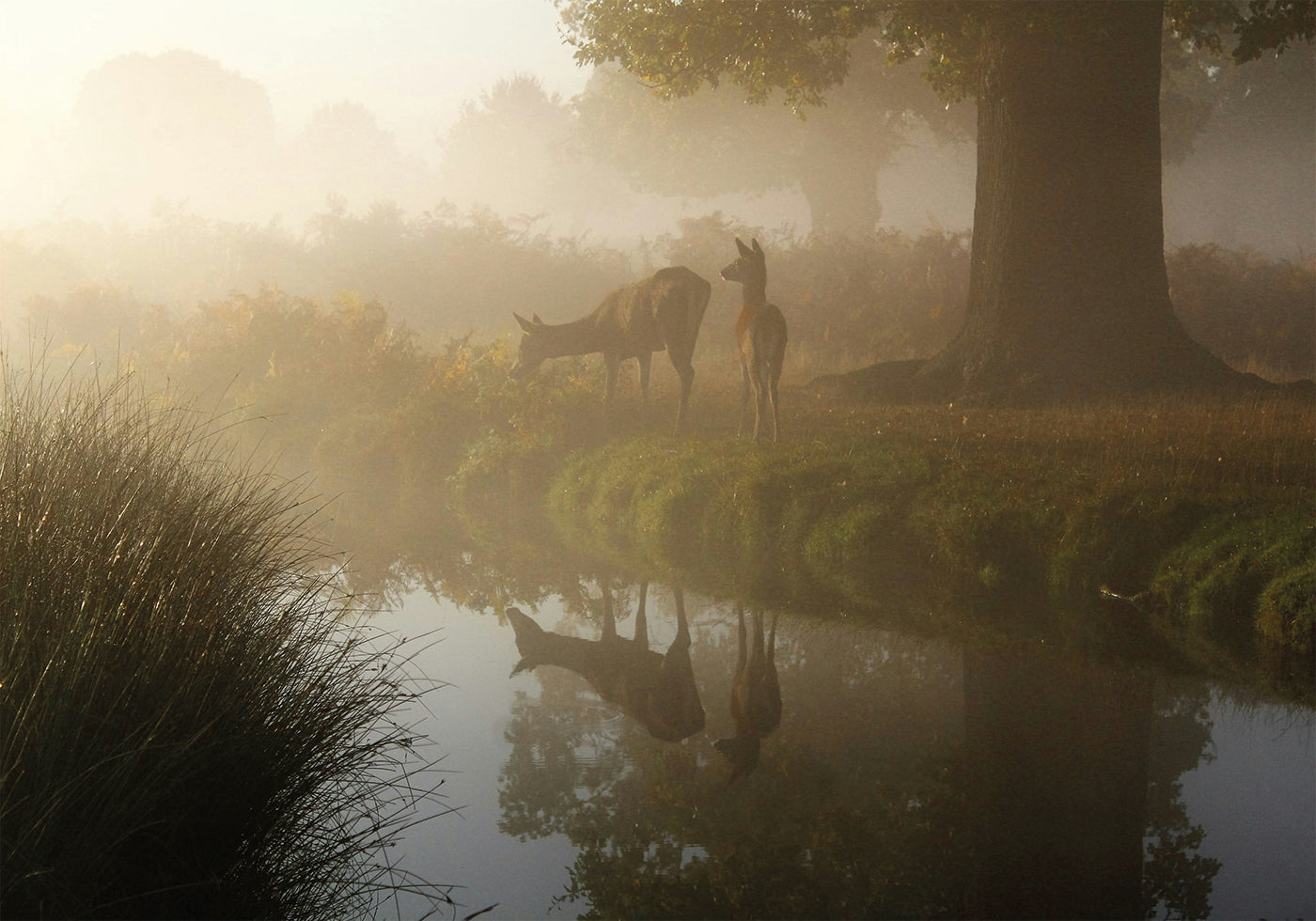 Deer In Mist Poster - Posterbox.dk