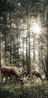 Deer In Forest Poster - Posterbox.dk
