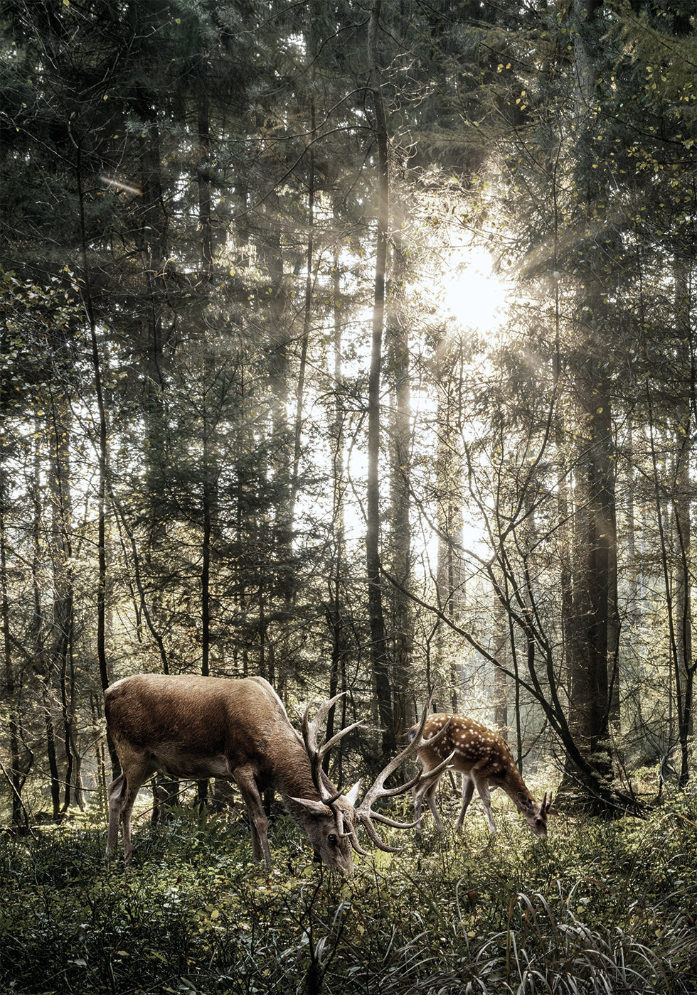 Deer In Forest Poster - Posterbox.dk