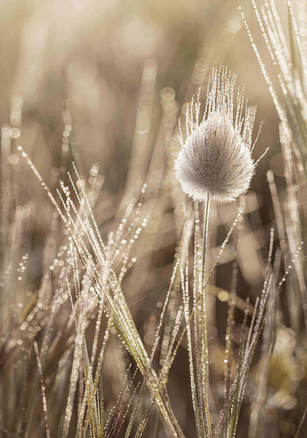 Dew-Covered Grass Head Poster - Posterbox.dk