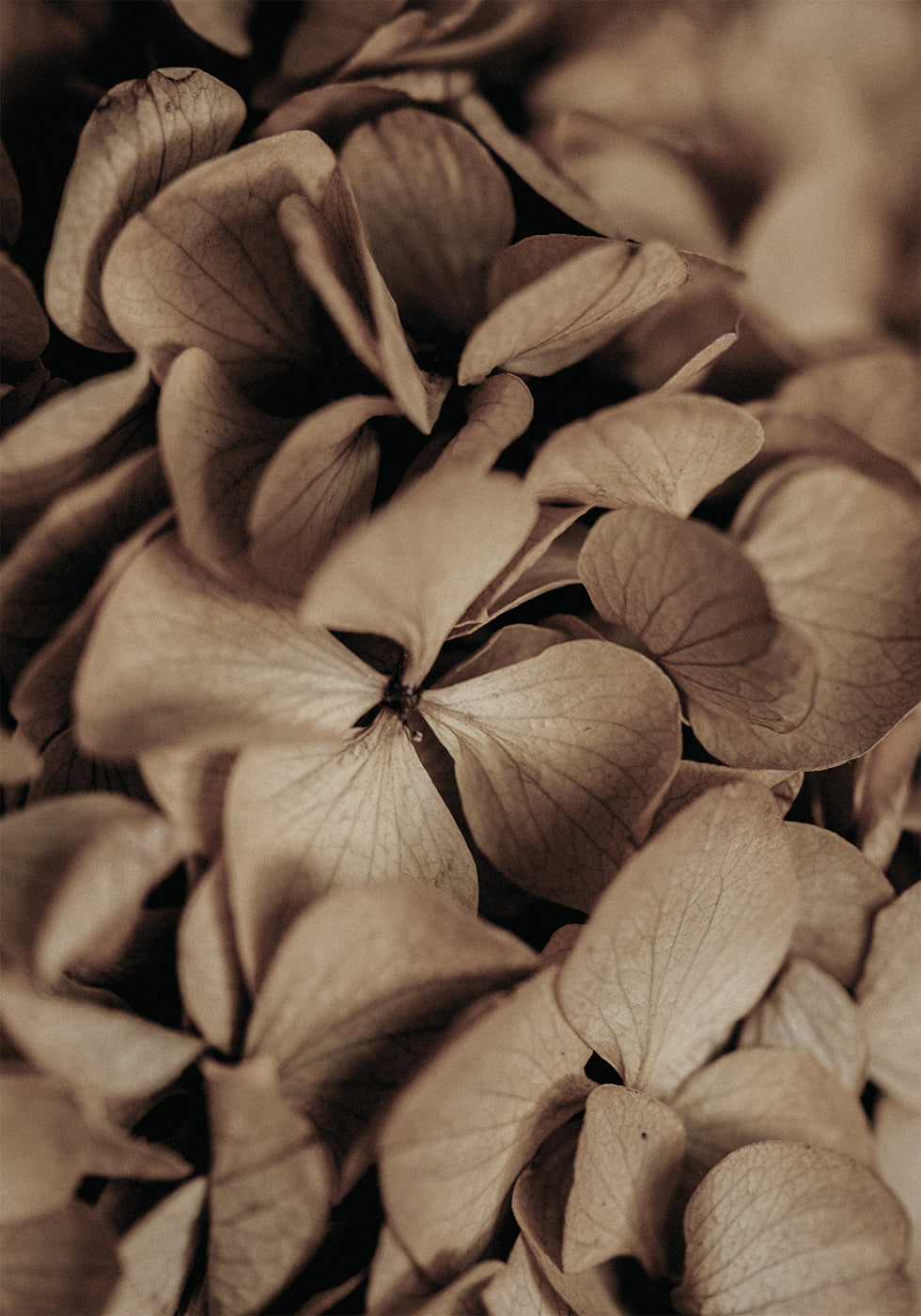 Dried Hydrangea Poster - Posterbox.dk