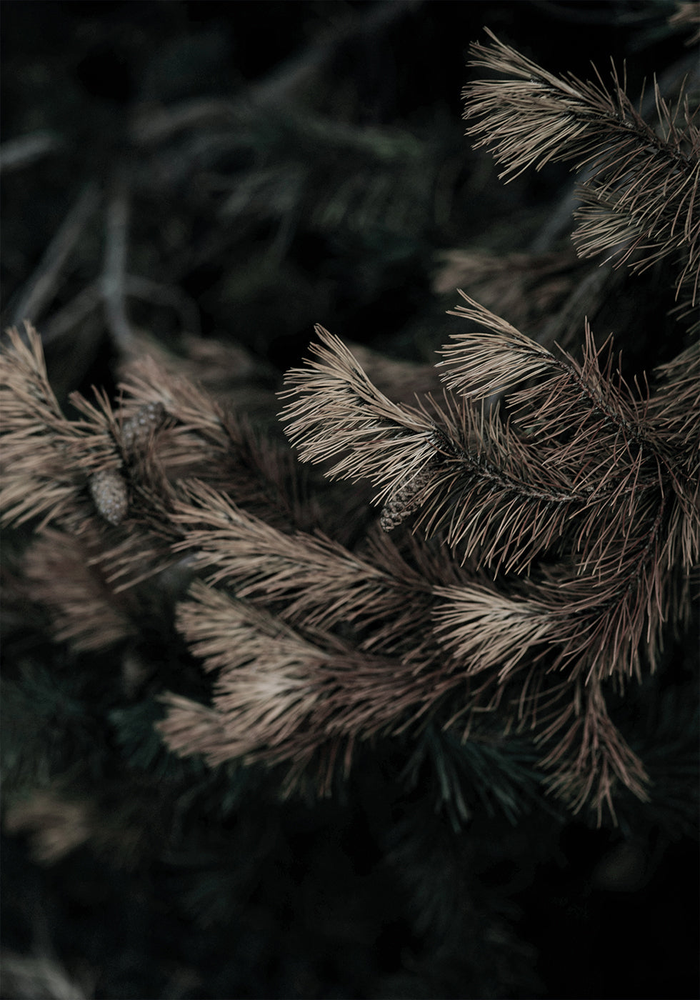 Fir Needle No. 2 Poster - Posterbox.dk