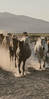 Wild Horses Gallop Poster - Posterbox.dk