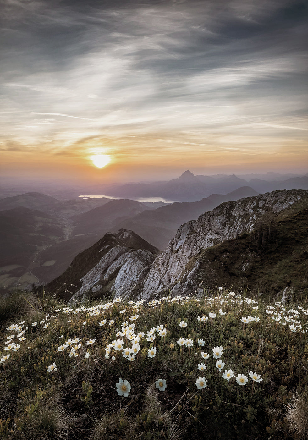 Sunrise Over Mountain Wildflowers Poster - Posterbox.dk