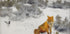 Fox in Winter Landscape By Bruno Liljefors No. 2 Poster - Posterbox.dk