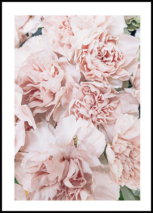 Peony Poster - Posterbox.dk
