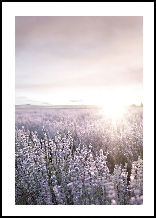 Sunset Over Lavender Fields Poster - Posterbox.dk