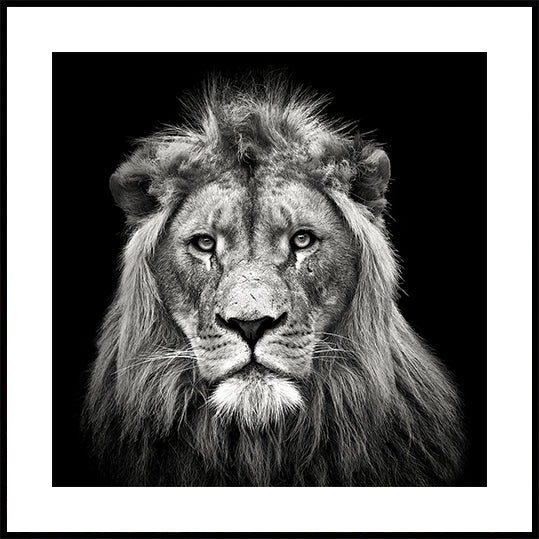 Young Male Lion Poster