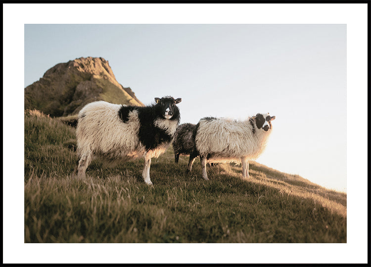 Sheep of Iceland Poster - Posterbox.dk