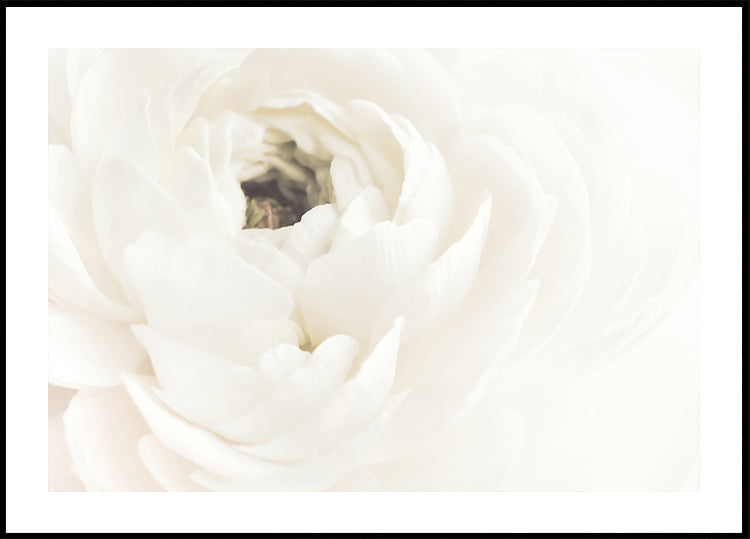 White Flower Poster