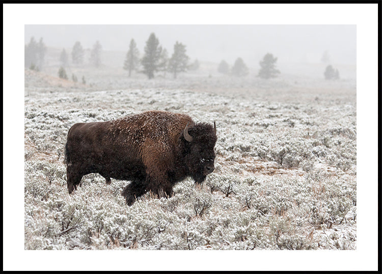 Late Fall Yellowstone