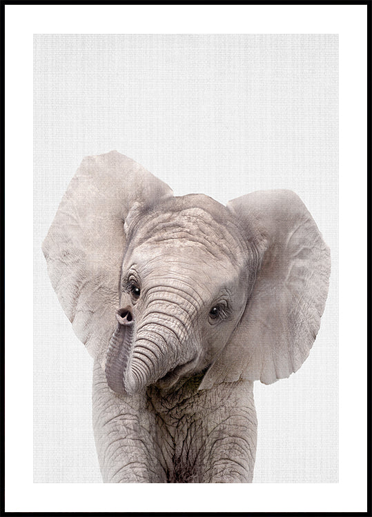 Peekaboo Baby Elephant Poster