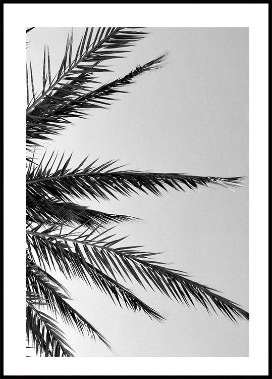 Palm Leaves Poster - Posterbox.dk