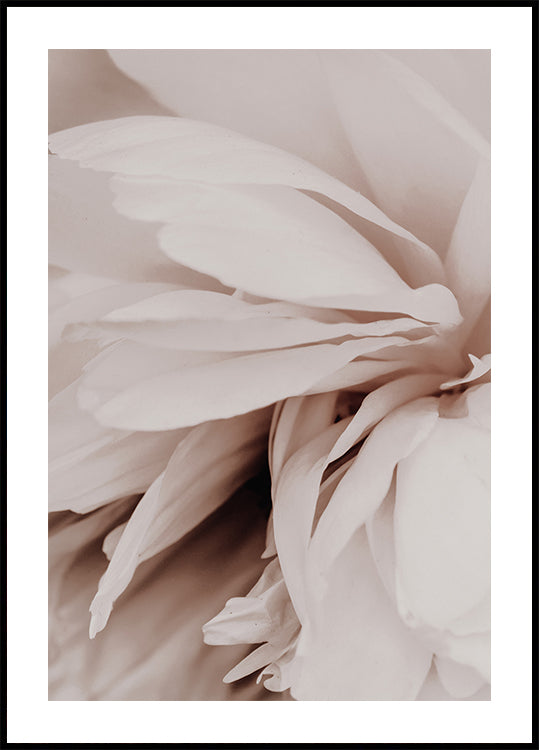 Peony Poster