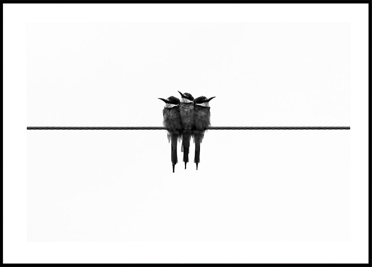 Birds On Wire Poster - Posterbox.dk