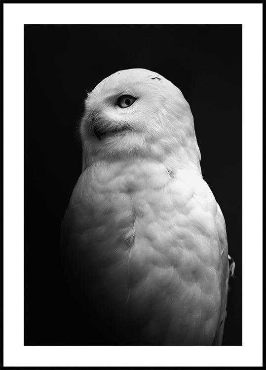 Snowy Owl in Black and White Poster - Posterbox.dk