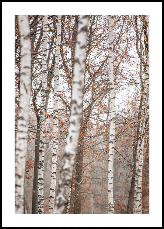 Birch Trees 6 Poster