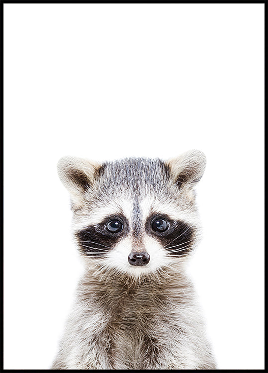 Baby Raccoon
