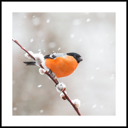 Bullfinch in a snowstorm Posters