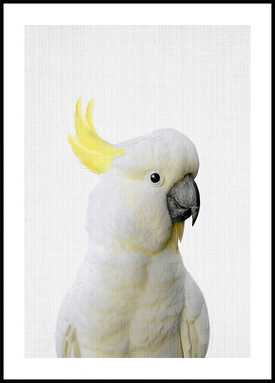 Peekaboo Cockatoo Poster