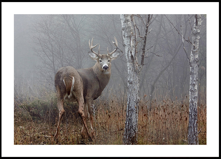 White-tailed buck - In the autumn fog Poster