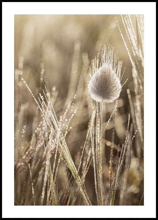 Dew-Covered Grass Head Poster - Posterbox.dk