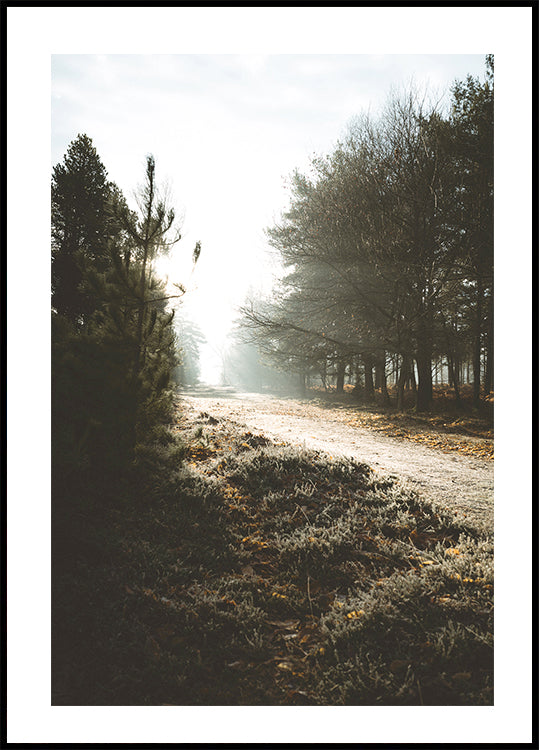 New Forest Poster - Posterbox.dk